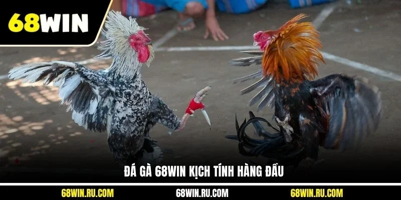 Đá gà 68WIN kịch tính hàng đầu